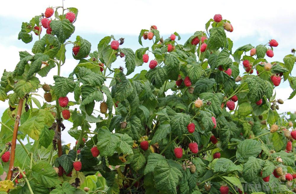 Red Raspberry Leaf From The Mediterranean - Herbal Tea (200+ Cups) - Cut & Sifted Leaves - 16 Oz Resealable Bag (1Lb)