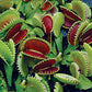 Dente Venus Fly Trap Live Plant - Dionaea Muscipula 'Dente' By Wellspring Gardens - Carnivorous Plant - Fly Trap Plant - Unique