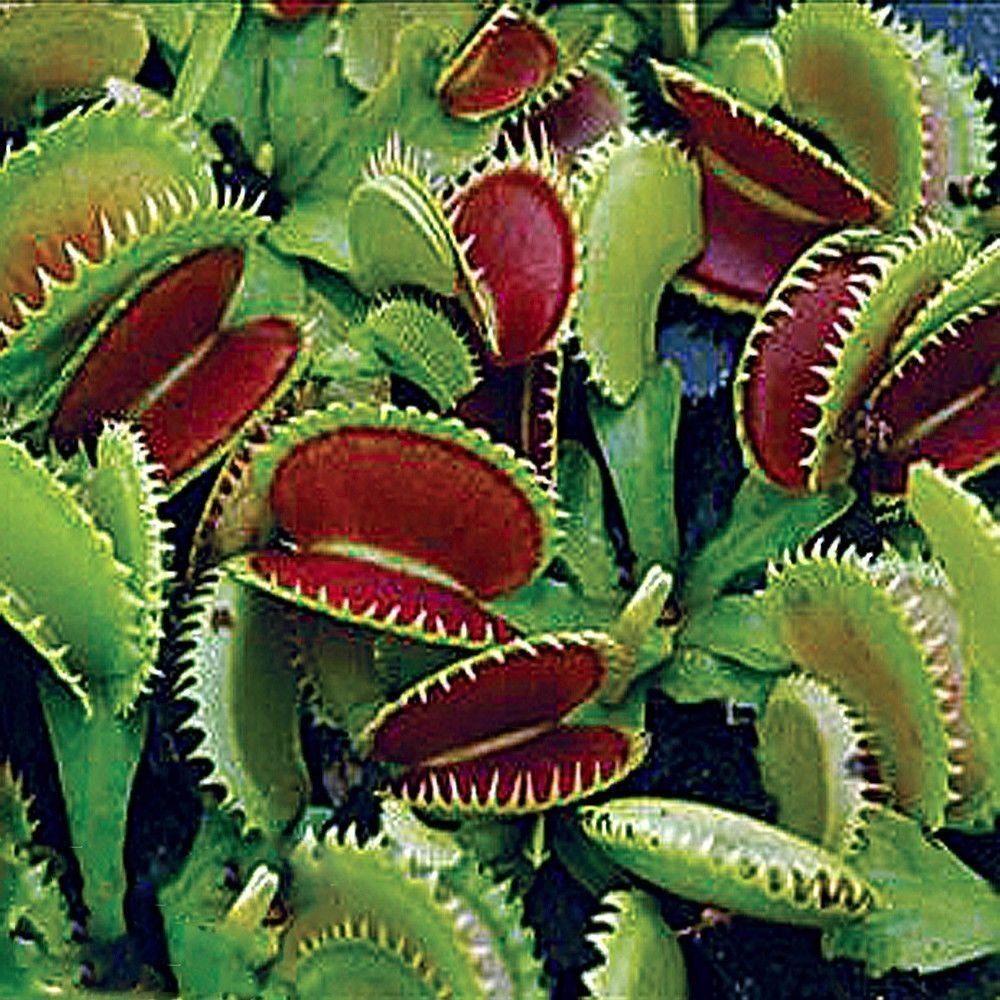 Dente Venus Fly Trap Live Plant - Dionaea Muscipula 'Dente' By Wellspring Gardens - Carnivorous Plant - Fly Trap Plant - Unique