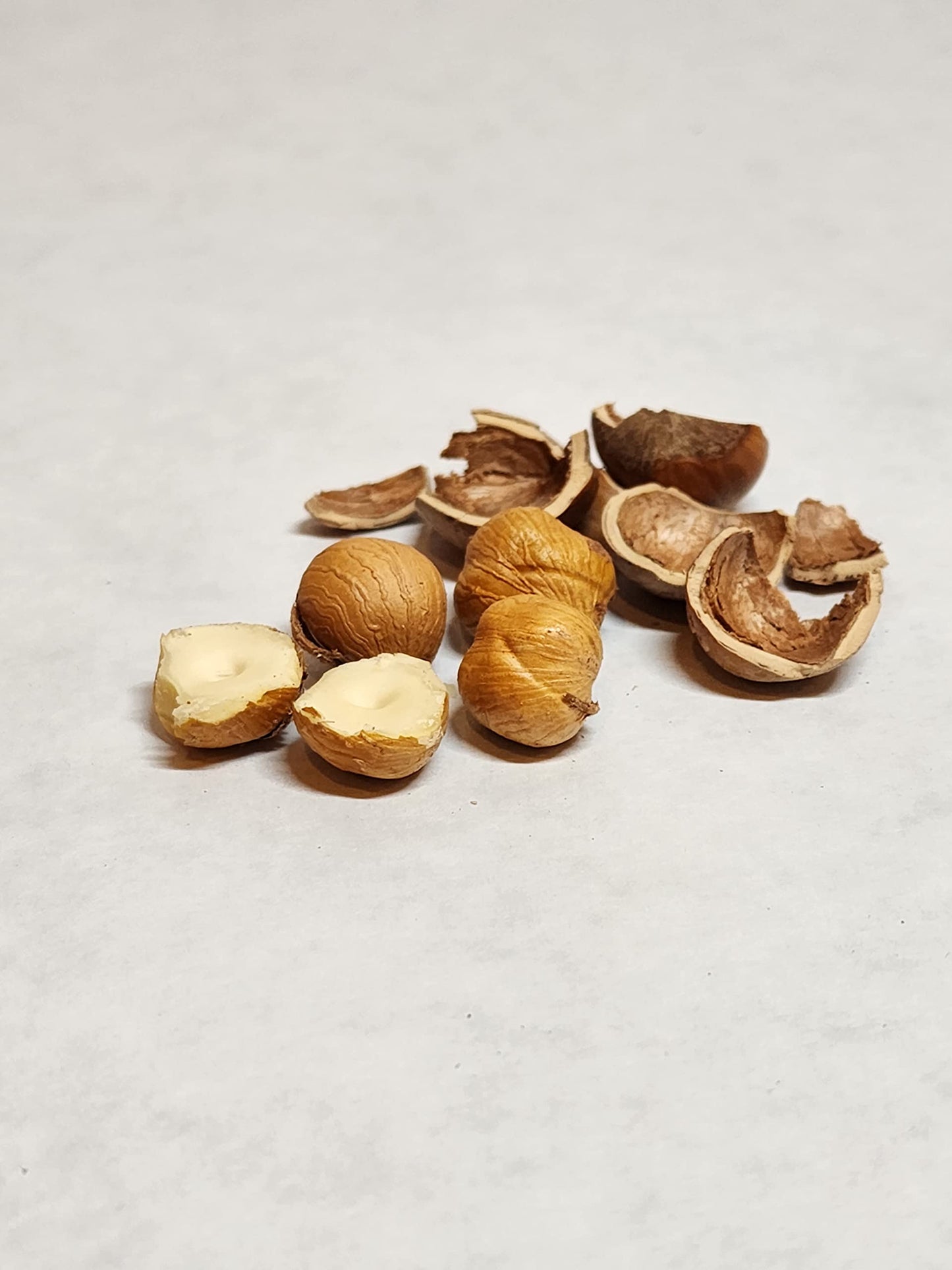 Generic Roasted Hazelnuts in Shell - 4 Lbs - Grown in Family Orchard, Washington State