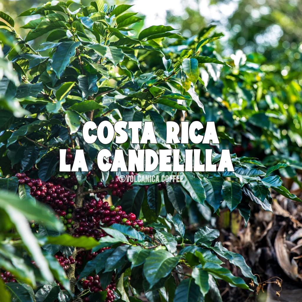 Volcanica Coffee Whole Bean Costa Rica Tarrazu, Fresh Roasted, 16 oz, Brown