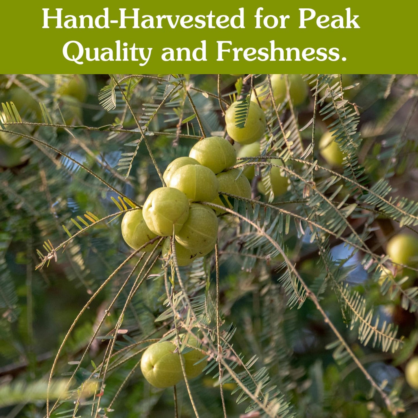 Ancient Roots Gooseberry Powder - 100% Pure, Non-GMO, Gluten-Free, 10.5 oz Resealable Bag