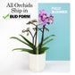 Enhanced Purple Live Orchid Plant Blooming In 3.5 Blue & White Orchid Pot, Live Plants, Houseplant Gifts, Approx. 16 Tall, Pet Friendly Houseplants, Phalaenopsis Moth Flower By Plants For Pets