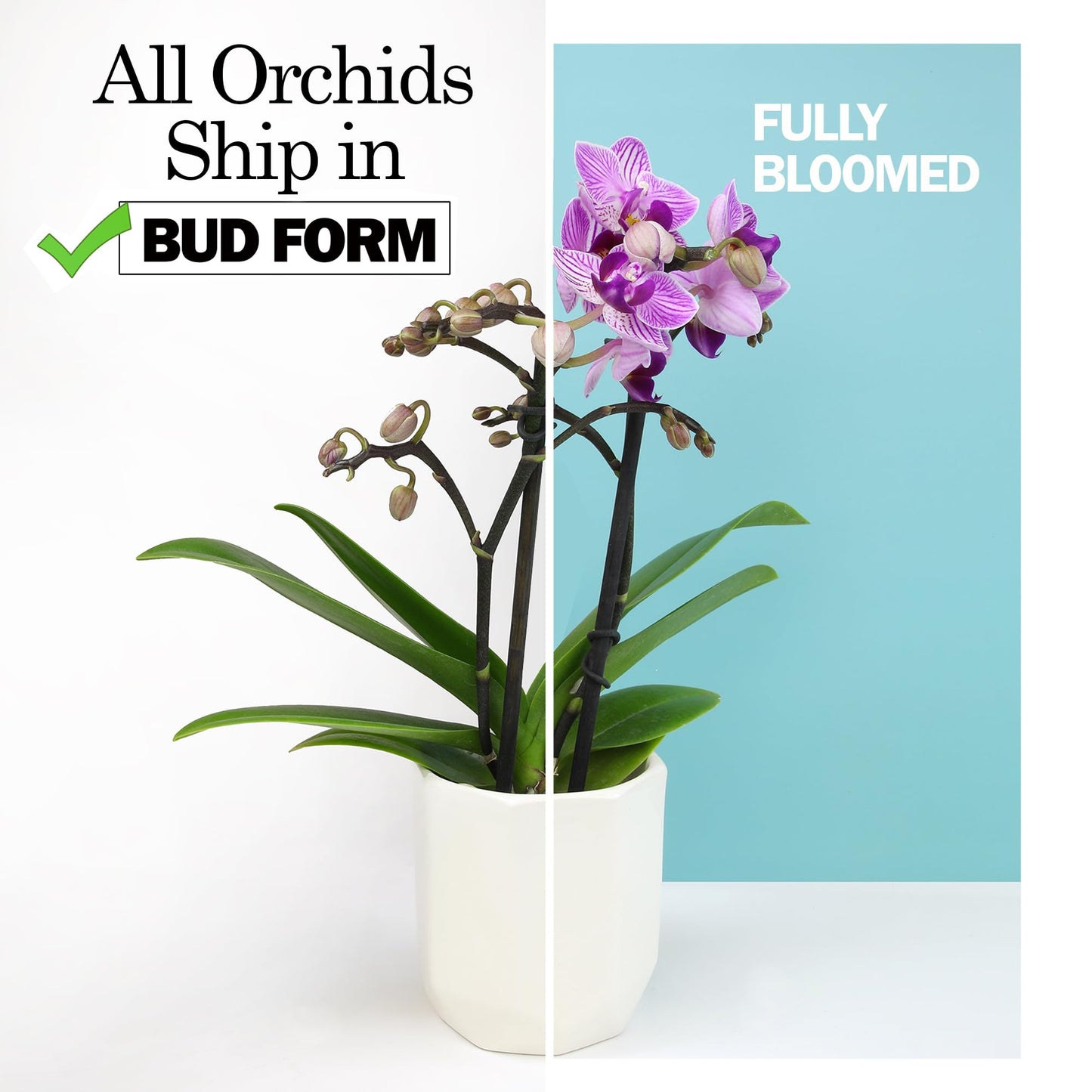 Enhanced White Live Orchid Plant Blooming In 3.5 Blue & White Orchid Pot, Live Plants, Houseplant Gifts, Approx. 16 Tall, Pet Friendly Houseplants, Phalaenopsis Moth Flower By Plants For Pets