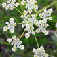 Gaea'S Blessing Seeds - Caraway Seeds For Planting - Non-Gmo Open-Pollinated Heirloom 93% Germination Rate