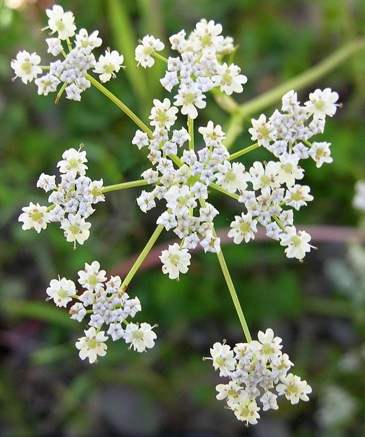 Gaea'S Blessing Seeds - Caraway Seeds For Planting - Non-Gmo Open-Pollinated Heirloom 93% Germination Rate