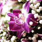 Sunne Tropical Orchid Loose Bloom DIY Lei, 50 Purple, Model ORC-LBS-PUR50, Food & Drink Decoration