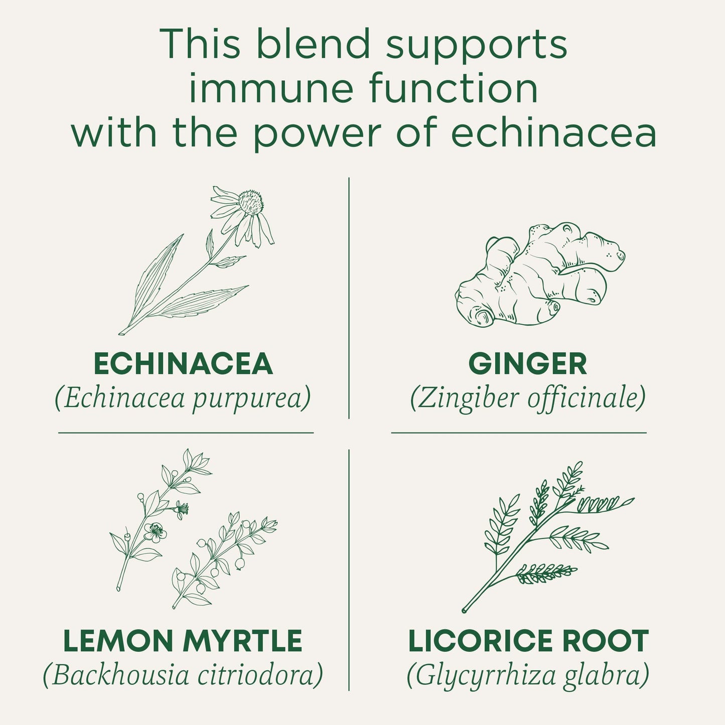 Traditional Medicinals Tea, Organic Lemon Ginger, 96 Tea Bags (6 Pack), Supports Immune Function