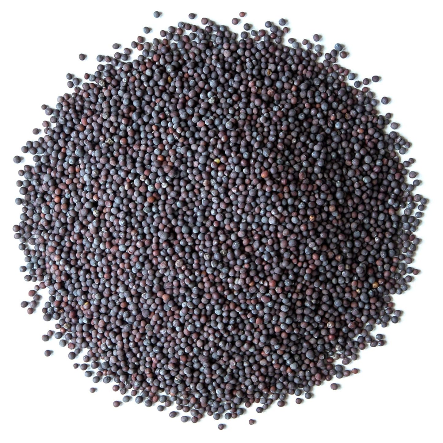 Food To Live - Organic Black Mustard Seeds, 1.5 Pounds - Non-Gmo, Whole Hot Spice, Non-Irradiated, Vegan, Kosher, Bulk. High In