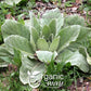 Organic Way Mullein Leaf Herbal Tea, Cut & Sifted, 16 Ounce, Non-GMO, USDA Certified, Kosher, Wild-Harvested from Albania