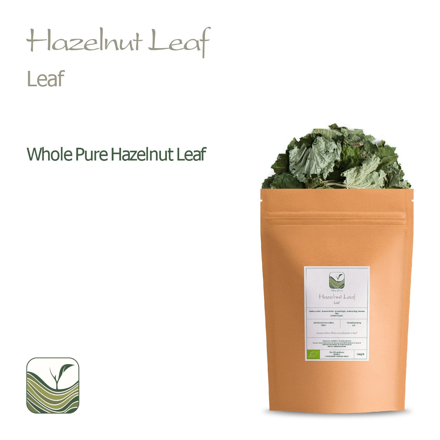 Hazelnut Leaf Tea - Corylus Avellana - Hazelnut Tea Hazel Nuts