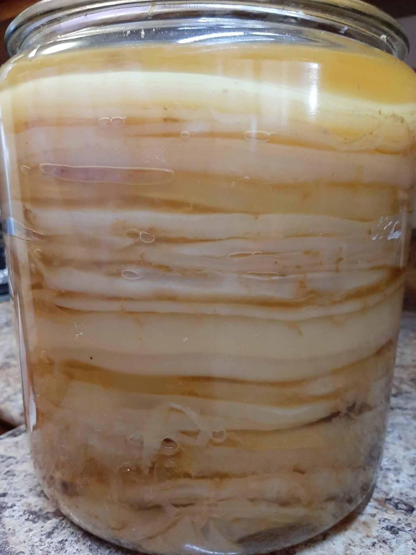 Kombucha.Com Certified Organic Kombucha Scoby (Gaia) + Super Strong Starter Liquid. 8 Oz. Makes 1/2 Or 1 Gallon. Includes Free K