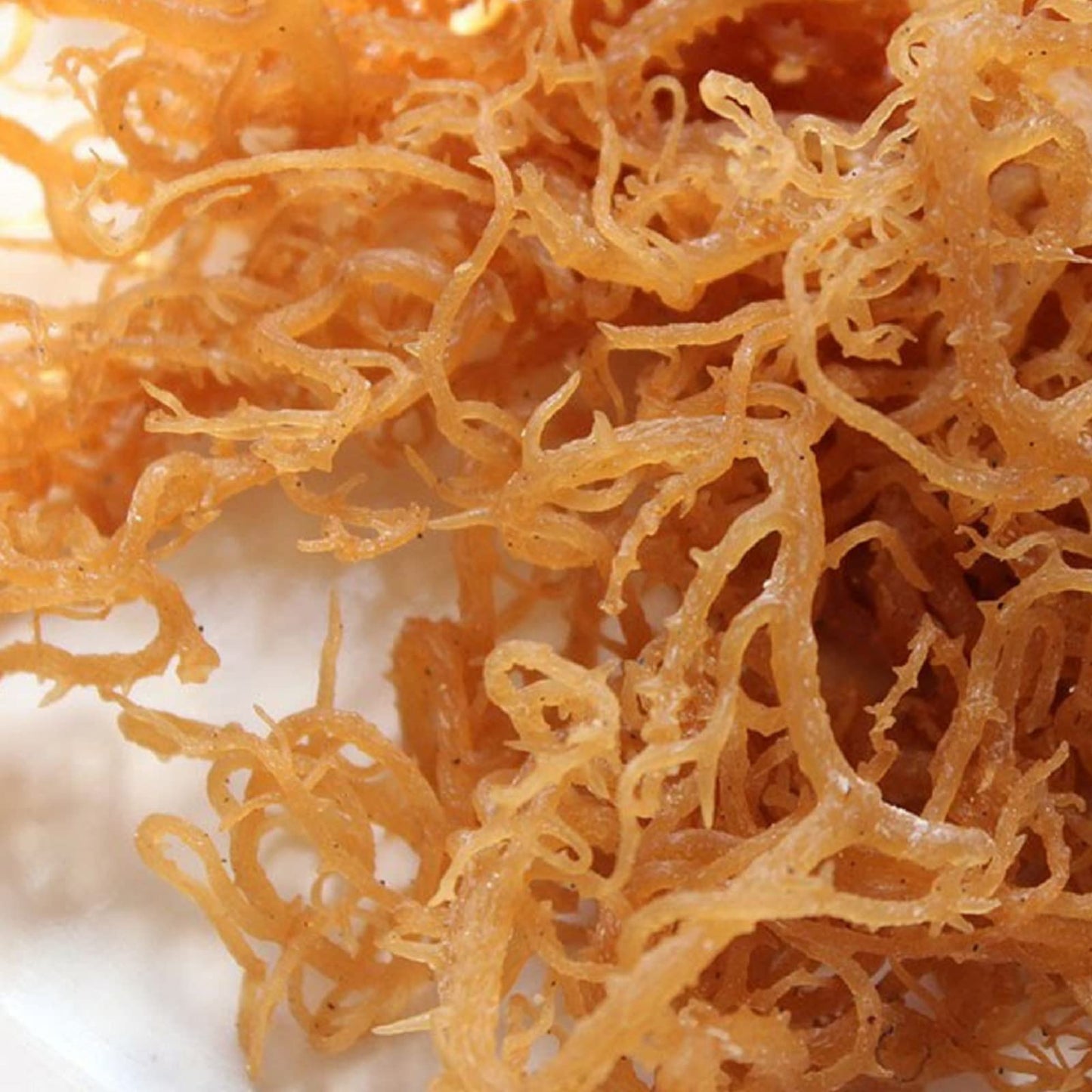 Halaleveryday Wildcrafted Irish Sea Moss - 1Lb Bag- 100 % Pure All Natural  Vitamin & Mineral Rich  No Preservatives  Golden  16