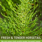 Olvvla Horsetail Tea Bags - Caffeine-Free Herbal Tea - 1.5g X 40 Count - Non-GMO, Rich in Antioxidants