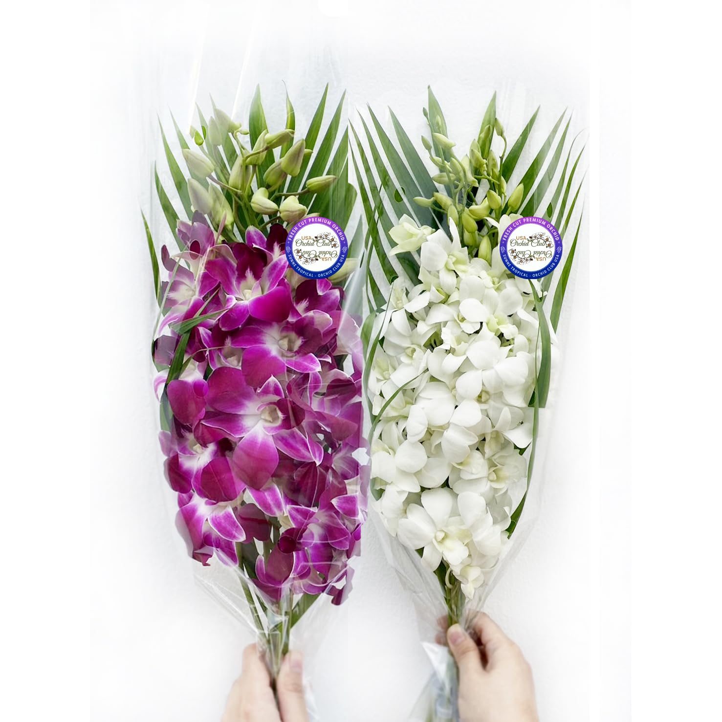 Sunne Tropical OrchidClub USA Fresh Cut Flowers Dendrobium Orchids (10 Stems Purple & White)