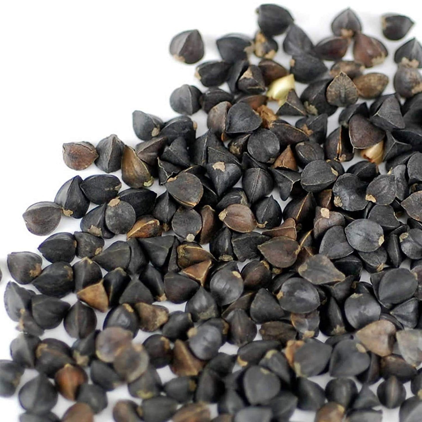Bulk Organic Buckwheat Sprouting & Microgreens Seeds – 1 Lb – Unhulled, Non-Gmo – High-Germination Seeds For Fresh Sprouts, Nutritious Micro Greens, Hydroponic Growing, And Indoor Gardening