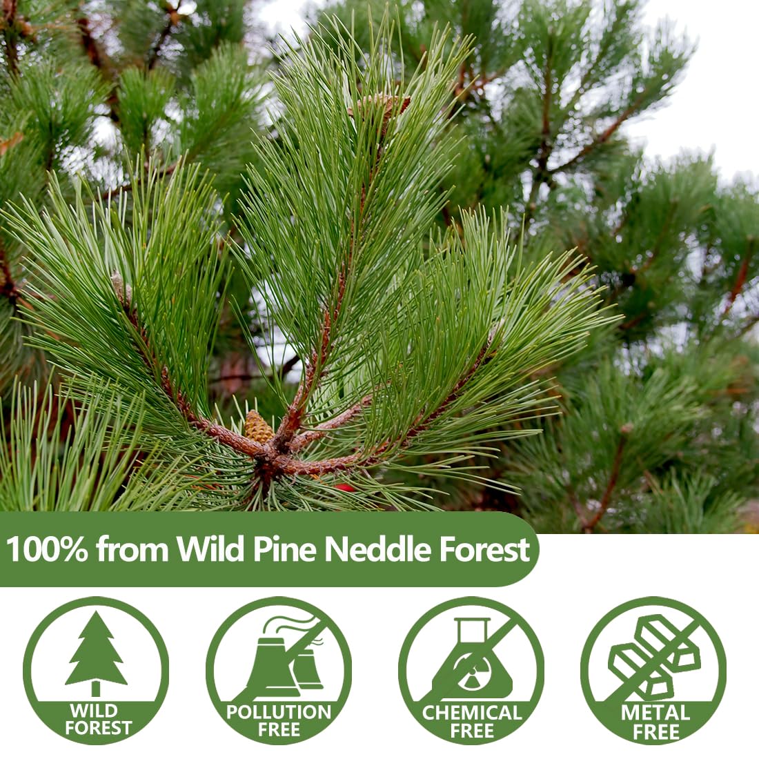 Enhanced 100 Pine Neddle Tea Bags,100% Picked From Natural Wild Pine Neddle, No Caffeine & No Additives.