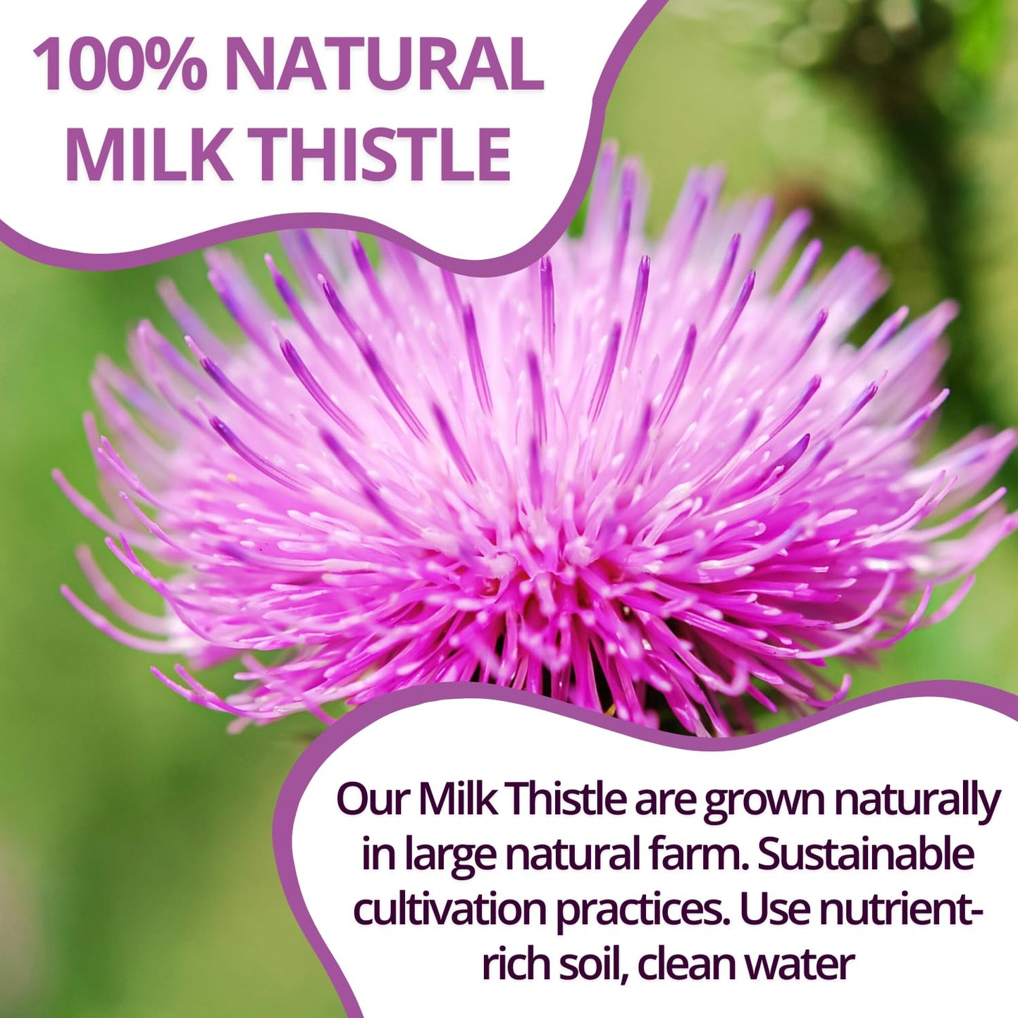 Vida Farm Milk Thistle Tea Bags - 125 Count, 100% Natural Seeds And Leaves, Dried Herbal Tea, Sugar Free, Caffeine Free
