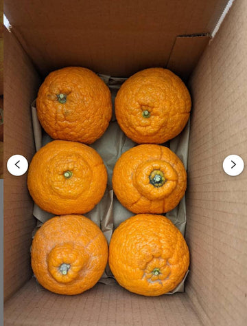 Generic Sumo Mandarin Oranges, comes with 4lbs of the fruits, Large