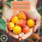 Gerbs Dried Apricots 4 Lbs. | Freshly Dehydrated Packed In Resealable Bulk Bag | Top Food Allergy Free | Sulfur Dioxide Free |Gr