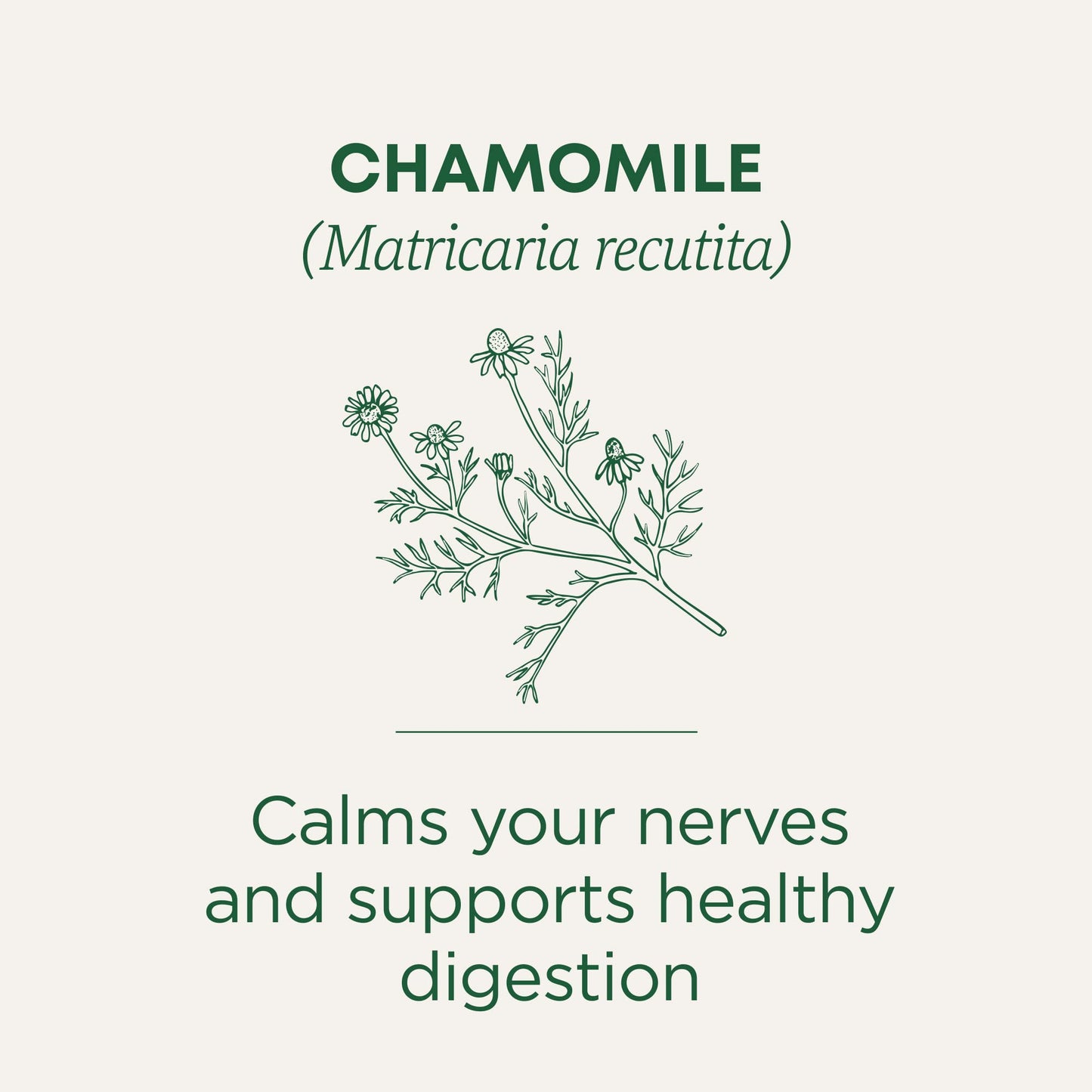 Traditional Medicinals Tea, Organic Chamomile, Calming, Calms Your Nerves, Supports Healthy Digestion, 96 Tea Bags (6 Pack)