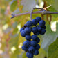 Naturegrail Whole Wine G  Seeds - 100% Natural Vitis Vinifera - 1.76oz (50g) - Kosher, Halal