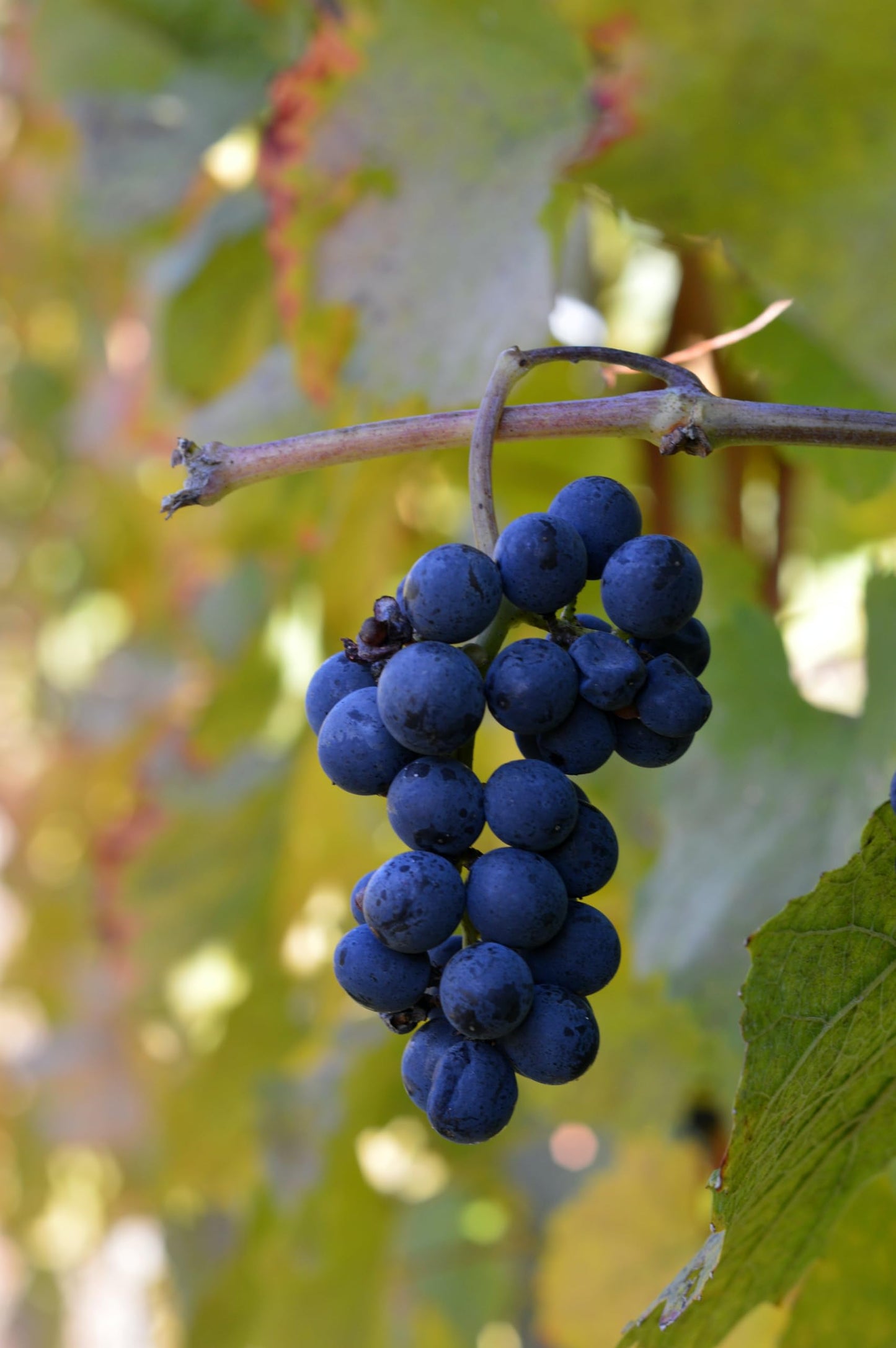 Naturegrail Whole Wine G  Seeds - 100% Natural Vitis Vinifera - 1.76oz (50g) - Kosher, Halal