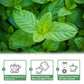 TEARELAE Spearmint Tea - 100% Pure Spearmint Leaves - Caffeine-free Herbal Tea - 50 Count