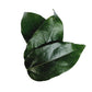 Tiliacora Triandra Powder, Made From 100% Tiliacora Triandra - Pure, Natural Bai Yanang Leaf - Net Weight: 1.76Oz/50G