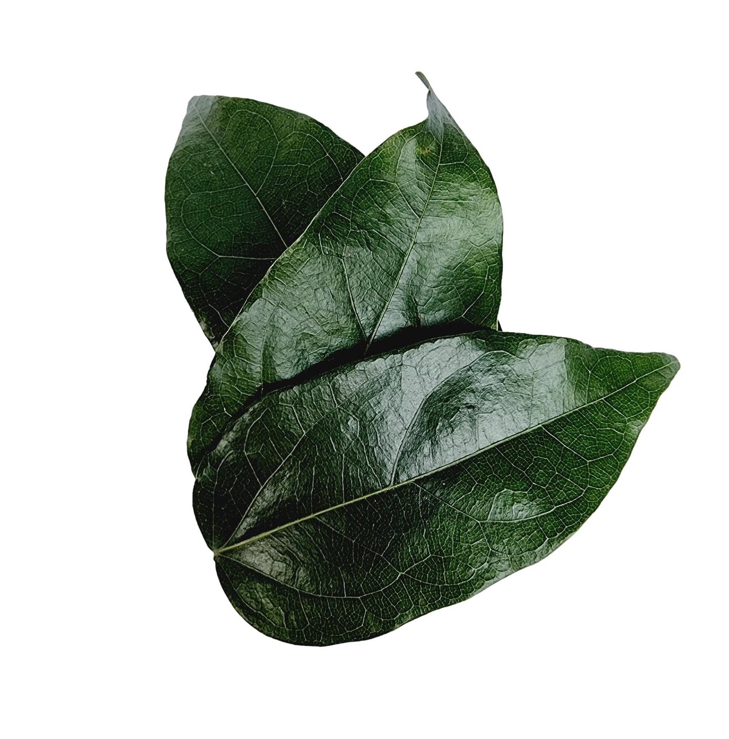 Tiliacora Triandra Powder, Made From 100% Tiliacora Triandra - Pure, Natural Bai Yanang Leaf - Net Weight: 1.76Oz/50G