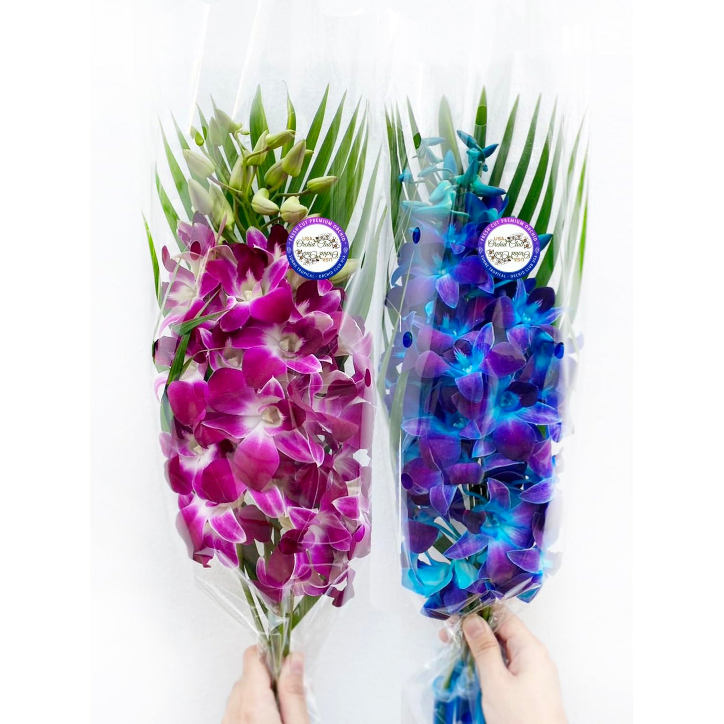 Sunne Tropical OrchidClub USA Fresh Cut Flowers Dendrobium Orchids (10 Stems Blue & Purple)
