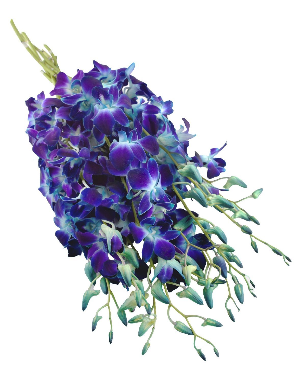 Eflowerwholesale - Premium Cut Blue Orchids (10 Stems Orchid With Rhinestone Mesh Ribbon Vase)
