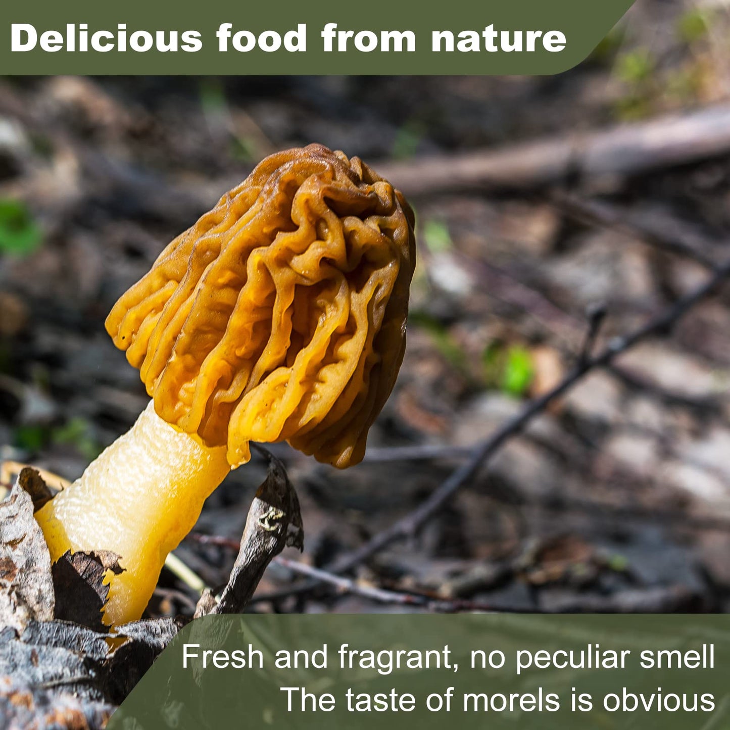Kasvan Wild Dried Morel Mushrooms - Morchella Conica 1 Ounce With Tender And Delicious Meat, Dry Morel Mushrooms That Are Rich I