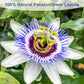 TEARELAE Passion Flower Tea Bags, Caffeine-Free, Non-GMO, 50 Count