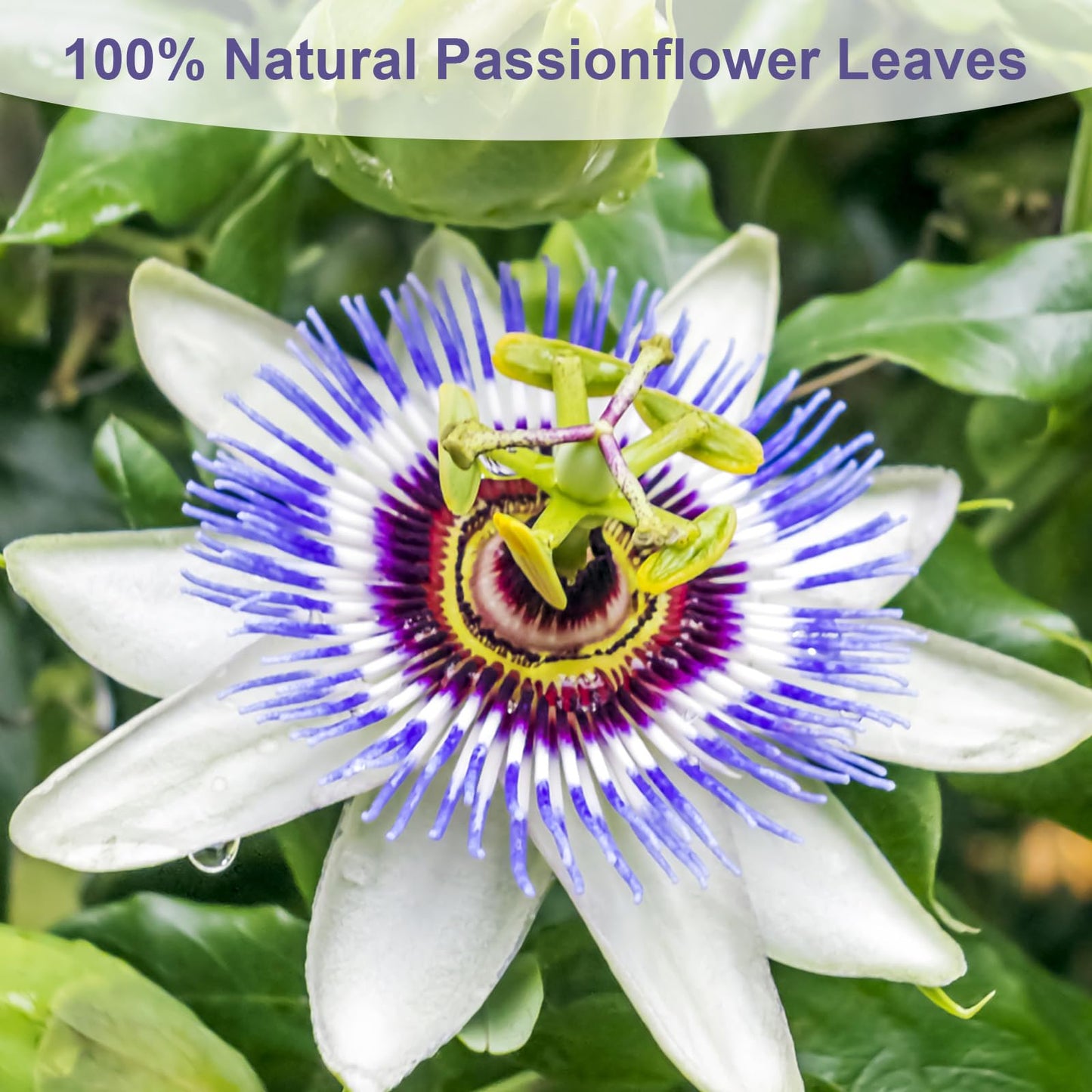 TEARELAE Passion Flower Tea Bags, Caffeine-Free, Non-GMO, 50 Count