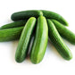 Fresh Green Mini Cucumbers by RawJoy Farms