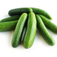 RawJoy Fresh Green Mini Cucumbers - 2 Pound Pack, Perfect for Salads and Snacking