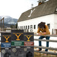 Yellowstone Maple spirit-inspired flavor Medium Roast Coffee 100% Arabica Ground Coffee  36 oz.