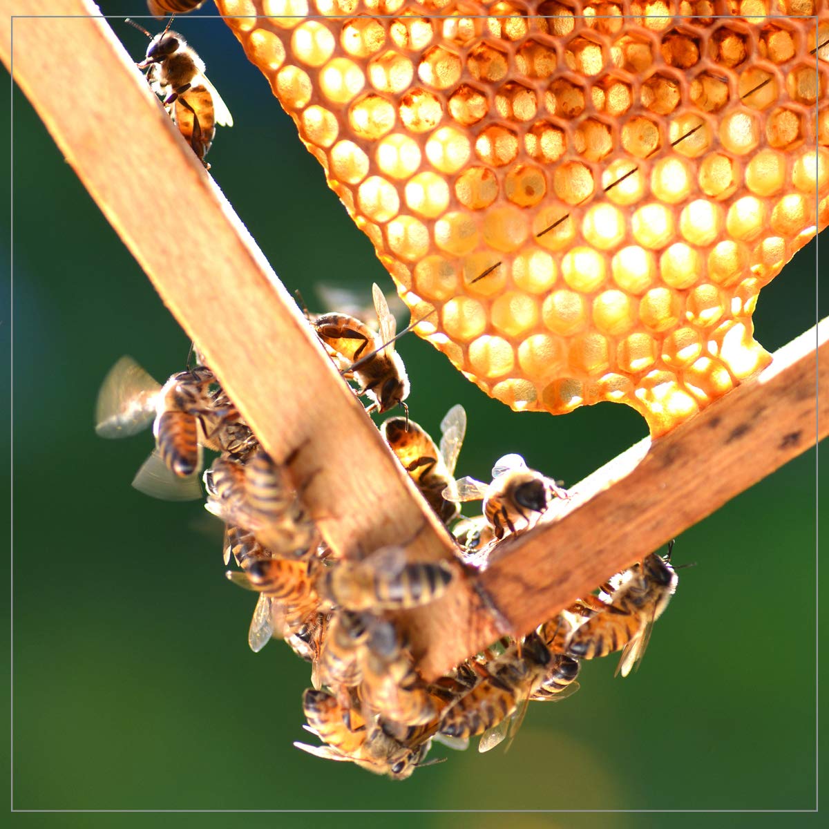 Ambrosia Honey (48oz) 100% Pure Natural Honey, Harvested in the USA, Sugar & Sweetener Alternative