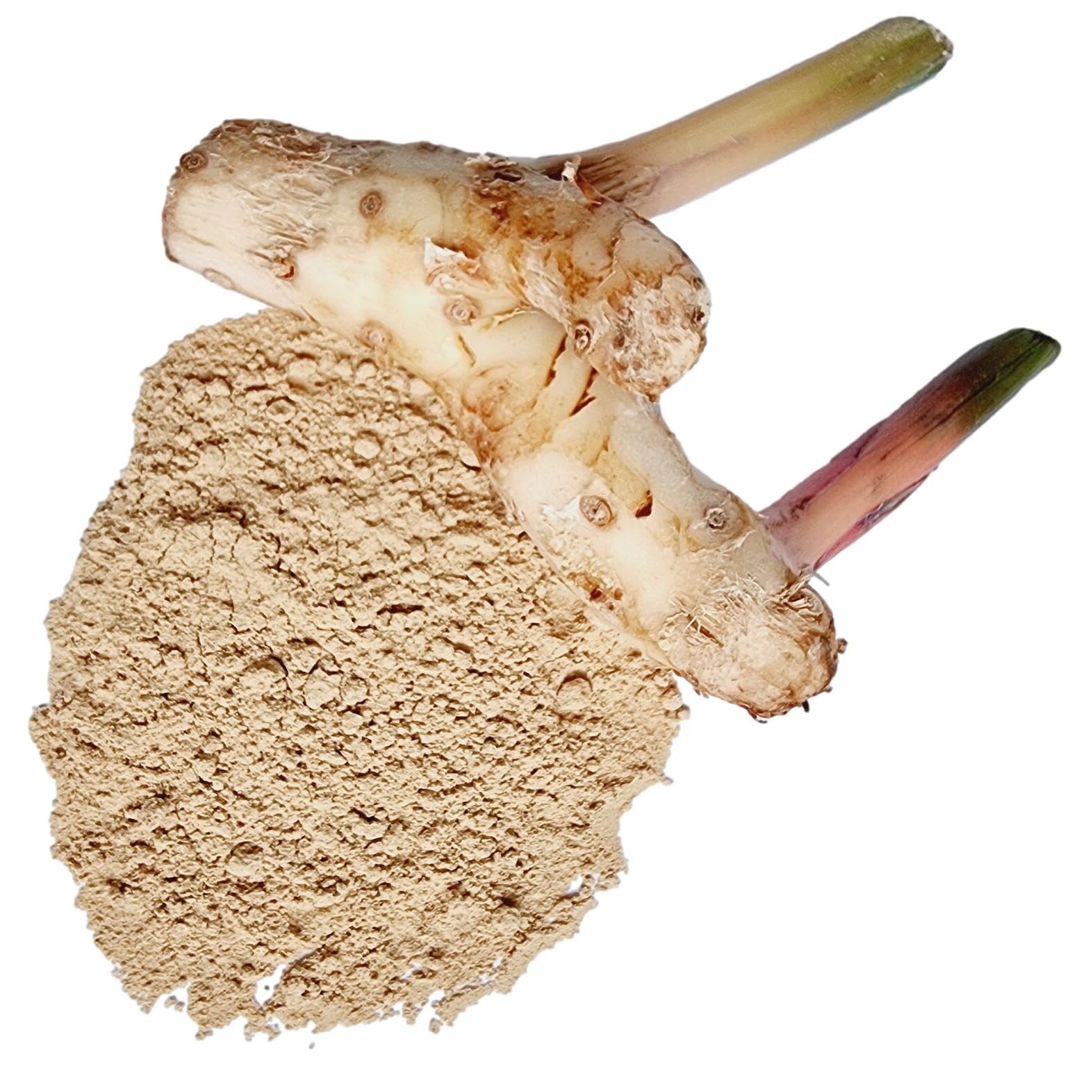 Galangal Powder, Made From 100% Alpinia galanga - Pure, Natural Greater Galangal, Lengkuas, and Blue Ginger - Net Weight: 1.76oz