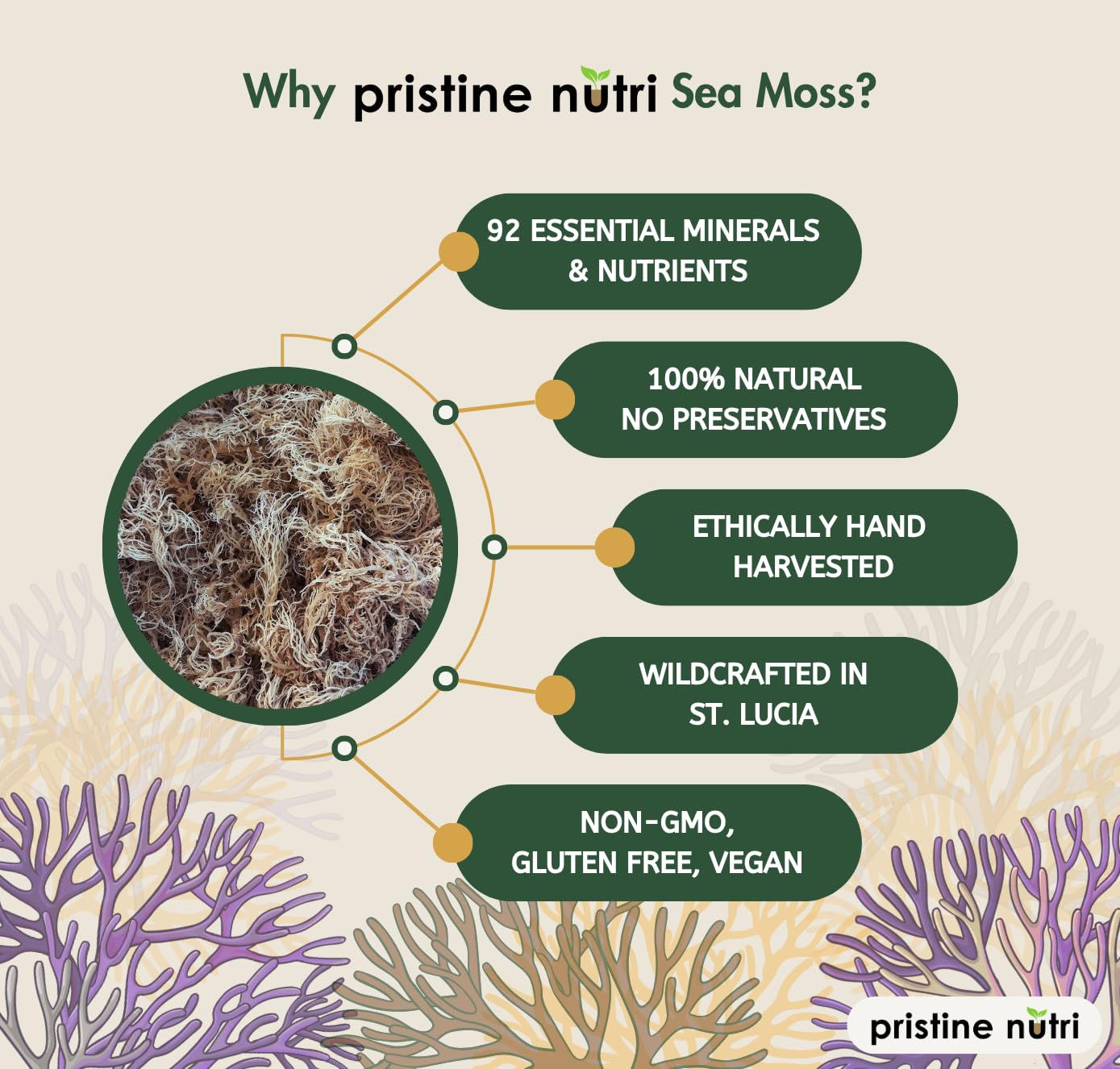 Pristine Nutri Golden Sea Moss - Wildcrafted Raw Sea Moss, 1 lb Bulk Package, Vegan, Non-GMO, Sun-Dried, True Mineral-Rich Superfood
