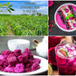 CHAVI Freeze-Dried Diced Dragon Fruit Snack - Non-GMO, Vegan, Gluten-Free - 12 oz (6 x 2 oz Pack)