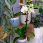Enhanced White Live Orchid Plant Blooming In 3.5 Blue & White Orchid Pot, Live Plants, Houseplant Gifts, Approx. 16 Tall, Pet Friendly Houseplants, Phalaenopsis Moth Flower By Plants For Pets