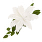 Global Sugar Art Shrine Lily Sugar Cake Topper Spray, 5.5 x 8 inches, Sugar Paste, White, Model 37121