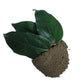 Tiliacora Triandra Powder, Made From 100% Tiliacora Triandra - Pure, Natural Bai Yanang Leaf - Net Weight: 1.76Oz/50G