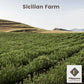 Organic Bay Leaves On Stem, 25 G (0.88 Oz), Laurel, Filippone, Picked Fresh Italian Dried Bay Leaf Sprigs, Sicilian, Freshly Gro