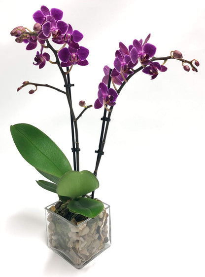 Athenas Garden Live Orchid Plant, Purple, Double Spike Phalaenopsis Blooming in Glass Container, Long Lasting, Easy Care, Model