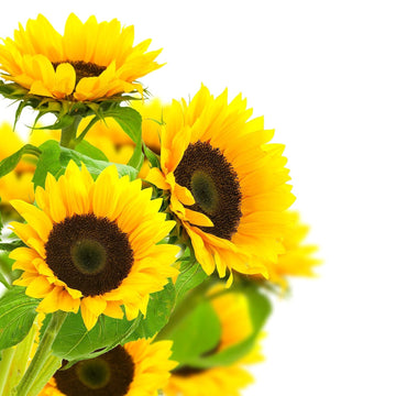 KaBloom Flowers - Mother's Day Collection - Sunflower Bouquet, 10 Count without vase .Gift for Birthday, Sympathy, Anniversary, 