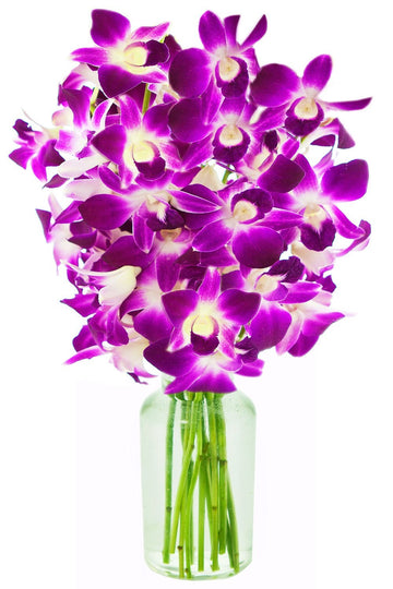 Fresh Cut Flowers -Dendrobium Purple Orchids With Vase Gift For Birthday, Sympathy, Anniversary, Get Well, Thank You, Valentine,