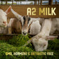 New Zealand Full Cream Goat Milk Powder (Natural) - 14Oz